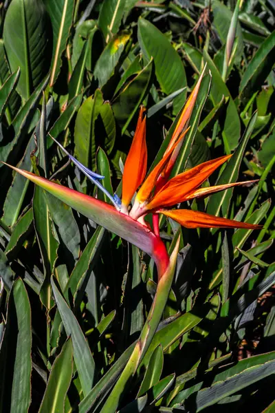 Cennet Kuşu Strelitzia Reginae 'nin canlı yakın çekimi. Güney Afrika 'da yetişen bu tropikal bitki Brezilya' da neşe ve özgürlüğü simgeliyor.