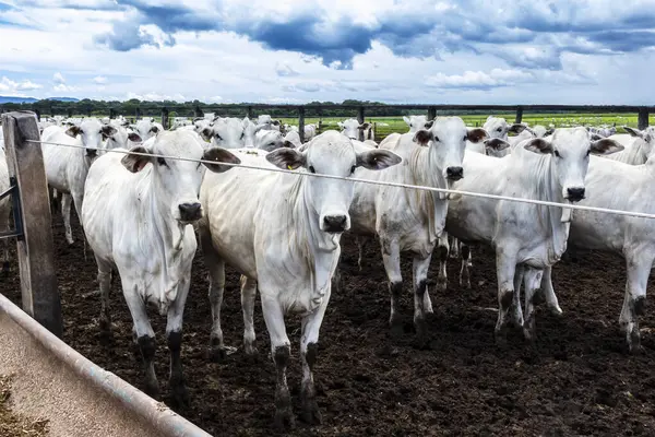 Nelore sığır sürüsü Brezilya çiftlik ağılında. Nelore cinsi tropikal iklimlere ve et üretimine uyumluluğuyla tanınır..