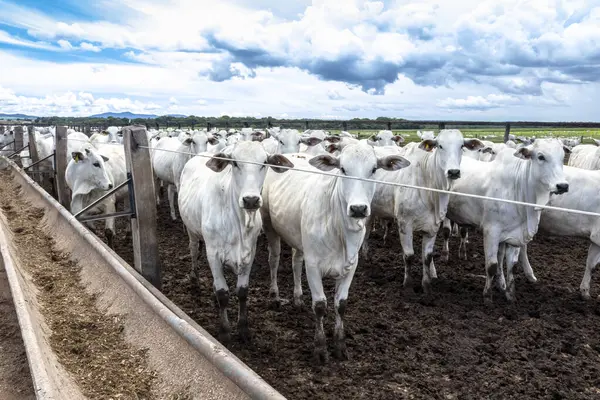 Nelore sığır sürüsü Brezilya çiftlik ağılında. Nelore cinsi tropikal iklimlere ve et üretimine uyumluluğuyla tanınır..