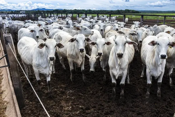 Nelore sığır sürüsü Brezilya çiftlik ağılında. Nelore cinsi tropikal iklimlere ve et üretimine uyumluluğuyla tanınır..