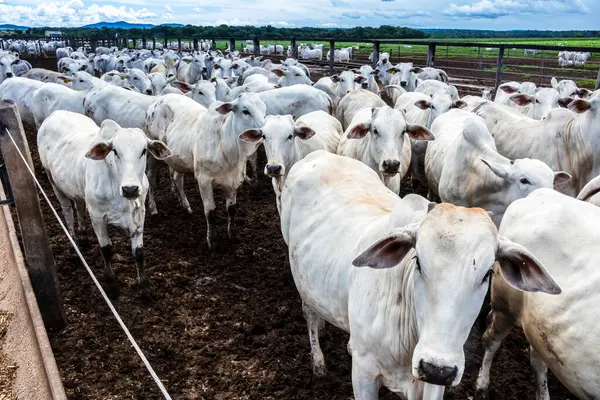 Nelore sığır sürüsü Brezilya çiftlik ağılında. Nelore cinsi tropikal iklimlere ve et üretimine uyumluluğuyla tanınır..