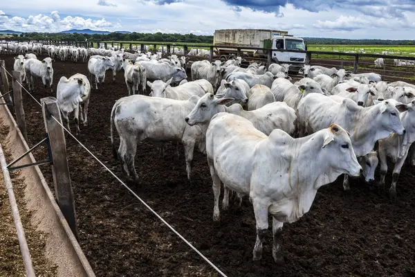 Nelore sığır sürüsü Brezilya çiftlik ağılında. Nelore cinsi tropikal iklimlere ve et üretimine uyumluluğuyla tanınır..