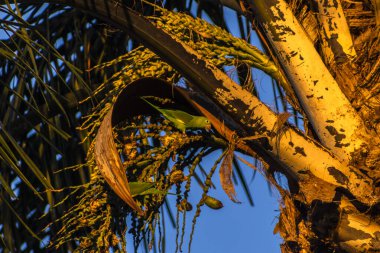 Bir palmiye ağacından (Elaeis guineensis) beslenen maritacas (papağanlar). Brezilya 'nın doğal ortamında vahşi yaşam.