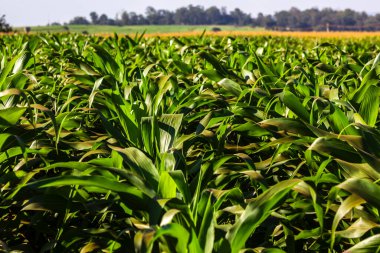 Ufuk çizgisine kadar uzanan yemyeşil mısır tarlası ve arka planda bir sorgum tarlası. Brezilya tarımının ve ekonomisinin önemli bir direği olan büyük ölçekli mısır tarımını resmediyor.