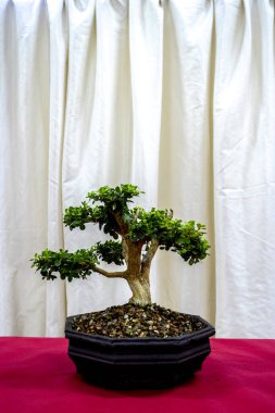 Bonsai ağacına yakın çekim, minyatür yetiştirme sanatı sergileniyor. Sabır ve uyumun sembolü.