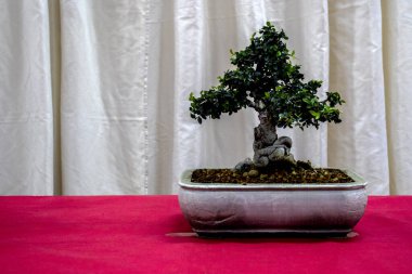 Bonsai ağacına yakın çekim, minyatür yetiştirme sanatı sergileniyor. Sabır ve uyumun sembolü.