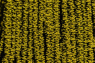 Brezilya 'daki Areca palmiyesinin (Dypsis lutescens) yeşil meyvelerinin yakın çekimi. Doku ve bolluğu vurgular.