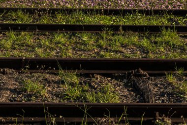 Aşırı gelişmiş tren rayları: Doğanın kentsel bozulmayı geri alması, metalin ve canlı bitkilerin zıtlaşması. Brezilya 'da zaman ve demiryolu terk edilmesini simgeliyor