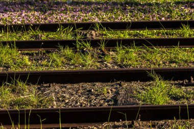 Aşırı gelişmiş tren rayları: Doğanın kentsel bozulmayı geri alması, metalin ve canlı bitkilerin zıtlaşması. Brezilya 'da zaman ve demiryolu terk edilmesini simgeliyor