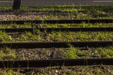 Aşırı gelişmiş tren rayları: Doğanın kentsel bozulmayı geri alması, metalin ve canlı bitkilerin zıtlaşması. Brezilya 'da zaman ve demiryolu terk edilmesini simgeliyor