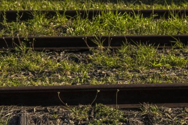 Aşırı gelişmiş tren rayları: Doğanın kentsel bozulmayı geri alması, metalin ve canlı bitkilerin zıtlaşması. Brezilya 'da zaman ve demiryolu terk edilmesini simgeliyor