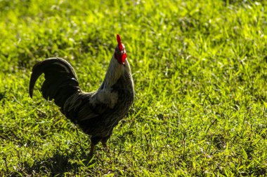 Kafessiz horoz Brezilya 'da küçük bir aile çiftliğinin yeşil çimlerinde yürüyor. Canlı renkler ve görkemli bir varlık..