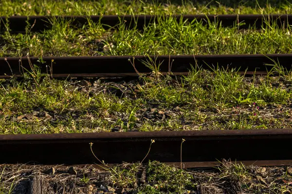 Aşırı gelişmiş tren rayları: Doğanın kentsel bozulmayı geri alması, metalin ve canlı bitkilerin zıtlaşması. Brezilya 'da zaman ve demiryolu terk edilmesini simgeliyor