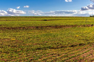 Brezilya 'daki soya fasulyesi çiftliği. Genç bitkilerin sıraları verimli topraklarla tarım potansiyeli gösteriyor.