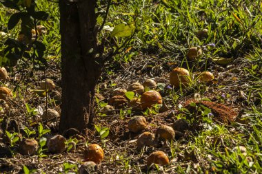 Brezilya 'da bir meyve bahçesinde olgun portakallar bir narenciye ağacının altında çürür. Sahne, yaşamın doğal döngüsünü, doğanın bolluğunu ve bozulma sürecini yansıtıyor..