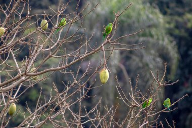 Brezilya 'da doğal yeşil meyveleriyle süslenmiş, kapok ağacının dallarına tünemiş ipek bir muhabbet kuşu (Brotogeris tirica).
