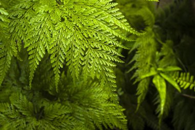 Detailed macro of a Rabbit Foot Fern, Davallia fejeensis,) frond in Brazil. The vibrant green, feathery leaves showcase an intricate, lace-like pattern, symbolizing nature's delicate beauty.