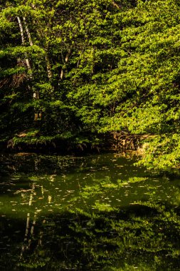 Serene Gölü yemyeşil suları yansıtıyor. Biyolojik çeşitlilik gösteren doğal bir ayna. Eğitim ve çevre konuları için ideal.