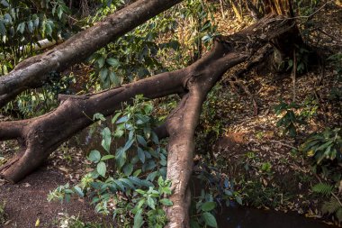 Exposed tree roots in a lush forest in Brazil. A detailed view highlighting the texture and complexity of nature's root system. Ideal for ecology and environmental themes