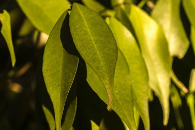 Close-up of yellow-green leaves, showcasing texture and elongated shape in Brazil. Natural light highlights details, suitable for botany, ecology, or environmental content.