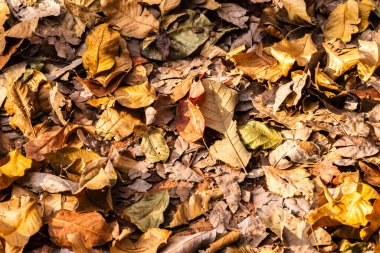 Dry leaves carpet the ground in earthy tones in Brazil. Autumn nature background.