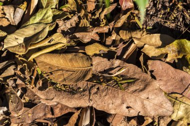 Dry leaves carpet the ground in earthy tones in Brazil. Autumn nature background.
