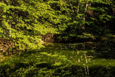 Serene Gölü yemyeşil suları yansıtıyor. Biyolojik çeşitlilik gösteren doğal bir ayna. Eğitim ve çevre konuları için ideal.