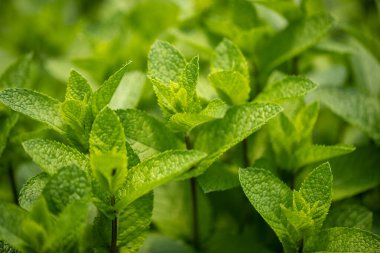 Taze nane bitkisinin detayları 