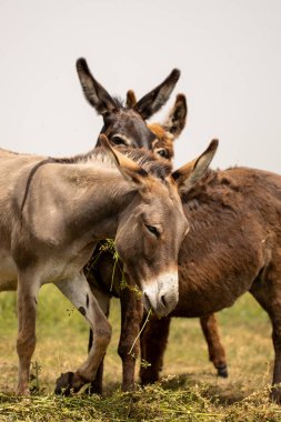 Yeşil tarlalarda yayılmış eşekler. 
