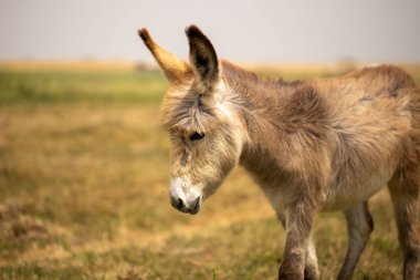Yeşil tarlalarda yayılmış eşekler. 
