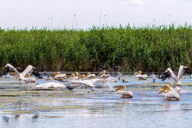 Romanya 'da Tuna Deltasında pelikanlar uçuyor