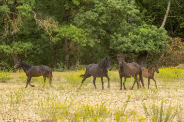 Romanya 'nın Letea kentinden vahşi atlar