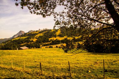 İsviçre 'de Vaud' da yosun geçidi