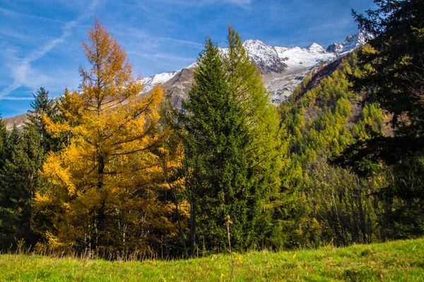 Trelechamp Chamonix Haute Alpes Francja — Zdjęcie stockowe