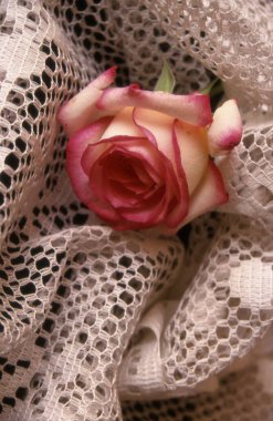 Beyaz arka planda güzel pembe güller