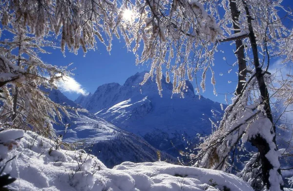 Hermoso Paisaje Con Árboles Cubiertos Nieve — Foto de Stock