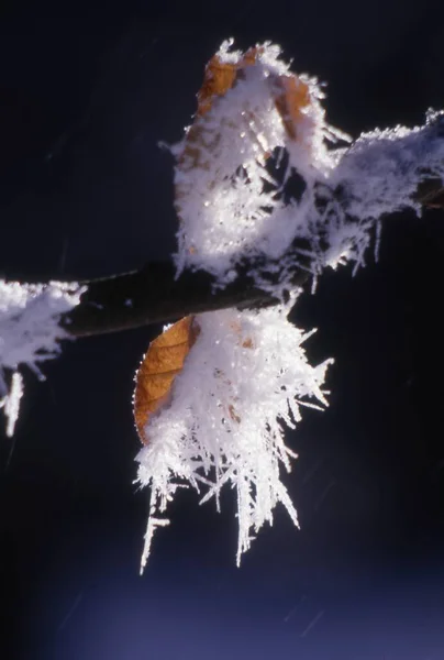 Крупным Планом Замерзшего Растения Лесу — стоковое фото