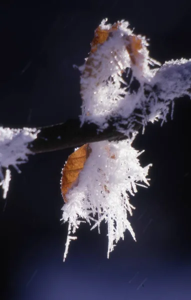 密闭森林中的冻土植物 — 图库照片