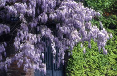 Güzel botanik fotoğrafı, doğal duvar kağıdı.