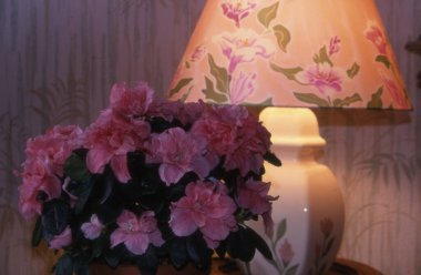 Bahçedeki güzel çiçekler