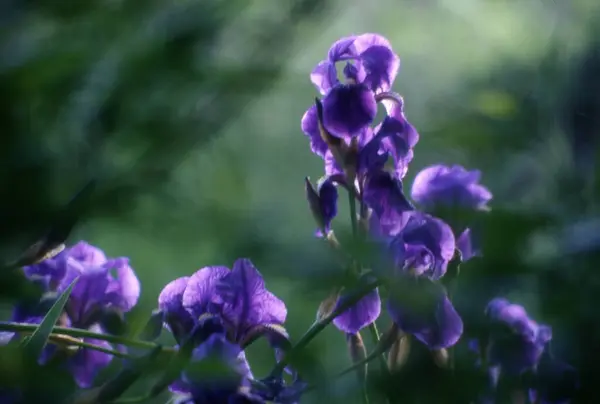 Gyönyörű Lila Virágok Kertben — Stock Fotó