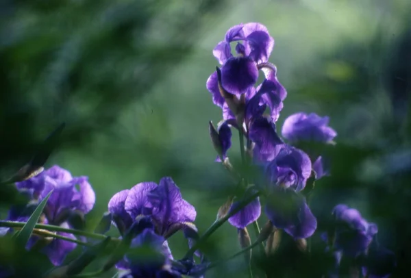 Όμορφα Μοβ Λουλούδια Στον Κήπο — Φωτογραφία Αρχείου