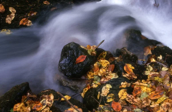 Vodní Potok Lese — Stock fotografie