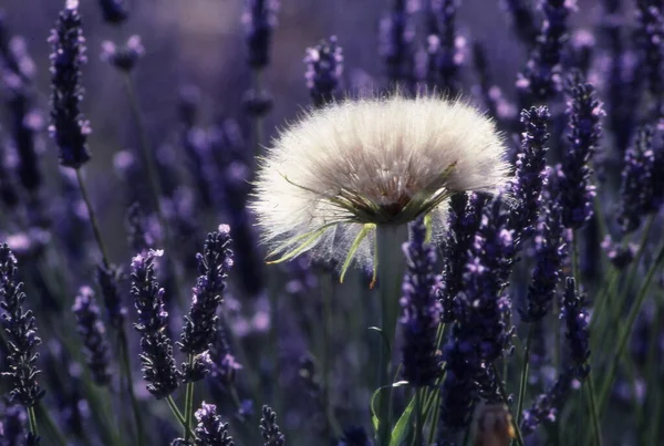 Красиві Квіти Полі — стокове фото