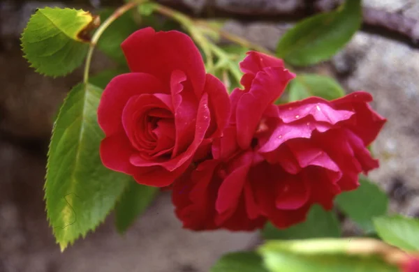 Красива Червона Троянда Саду — стокове фото