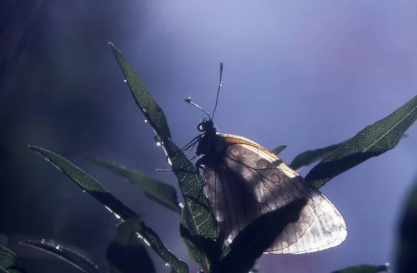 Gyönyörű Pillangó Egy Zöld Háttér — Stock Fotó