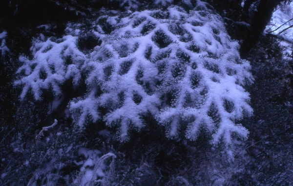 Abstrakter Hintergrund Von Schneebedeckten Bäumen — Stockfoto