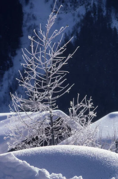 Karlı Güzel Kış Manzarası — Stok fotoğraf