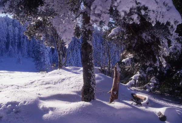 Красивий Зимовий Пейзаж Засніженими Деревами — стокове фото