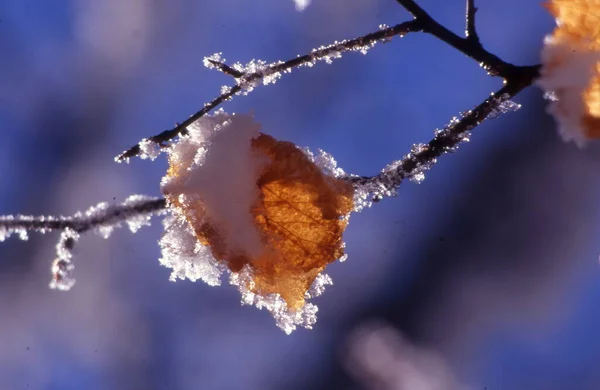 Fagyott Faágak Téli Erdőben — Stock Fotó
